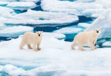 Kutup Ayılarını Keşfetmek: 7 Heyecan Verici Gözlem Noktası Kutup Ayılarını Keşfetmek: 7 Heyecan Verici Gözlem Noktası