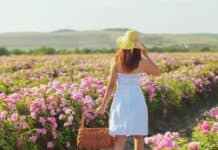 Isparta Gül Festivali: Güllerin Büyüleyici Dünyasına Adım Atın Isparta Gül Festivali: Güllerin Büyüleyici Dünyasına Adım Atın