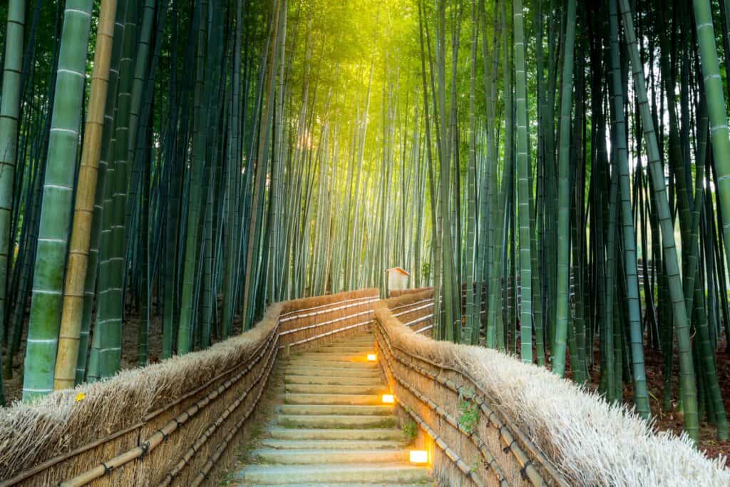 Arashiyama Bambu Ormanı