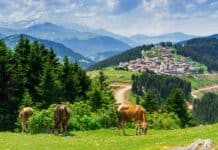 Giresun Gezilecek Yerler: 2025’te Zi̇yaret Edilecek En Güzel 30 Yer Kümbet Yaylası