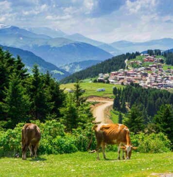 Giresun Gezilecek Yerler: 2025’te Zi̇yaret Edilecek En Güzel 30 Yer Kümbet Yaylası