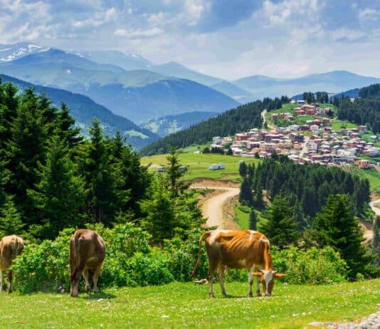 Giresun Gezilecek Yerler: 2025’te Zi̇yaret Edilecek En Güzel 30 Yer Kümbet Yaylası