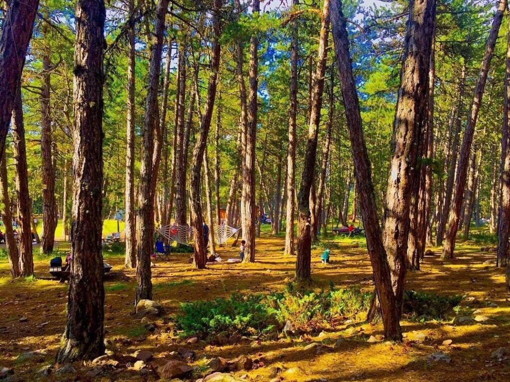 Aluçdağı Mesire Alanı