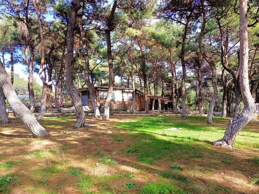 Çamlık Piknik Alanı