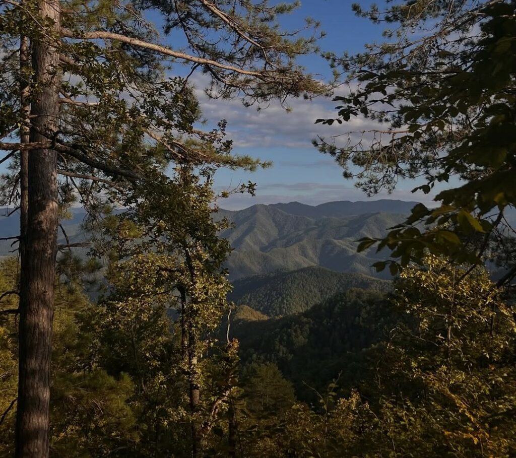 Yenice Ormanları