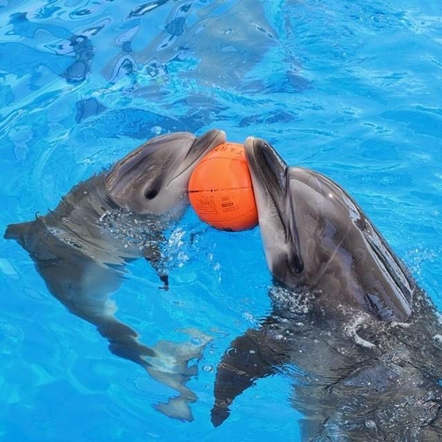  İstanbul Dolphinarium Yunus Gösteri Merkezi