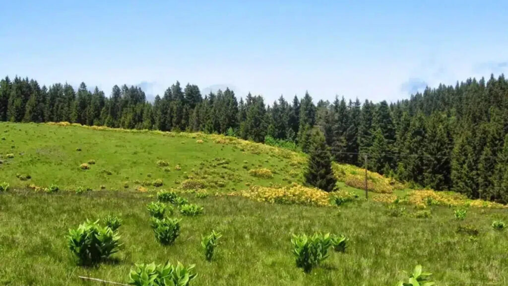 Ladik Yaylası | obilet.com - Blog Ladik Yaylası