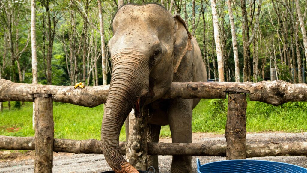 Green Elephant Sanctuary Park | obilet.com - Blog Green Elephant Sanctuary Park