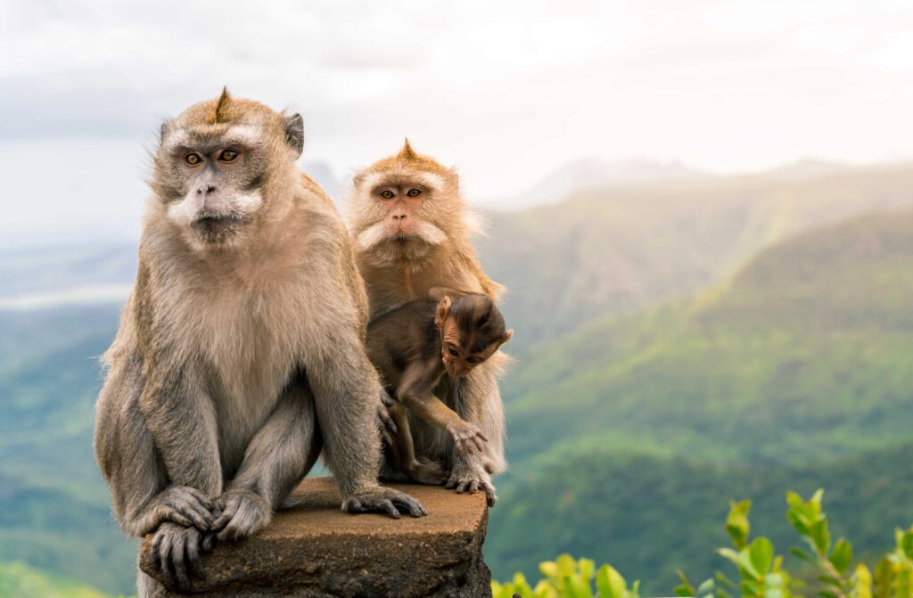 Monkey Hill View Point | obilet.com - Blog Monkey Hill View Point