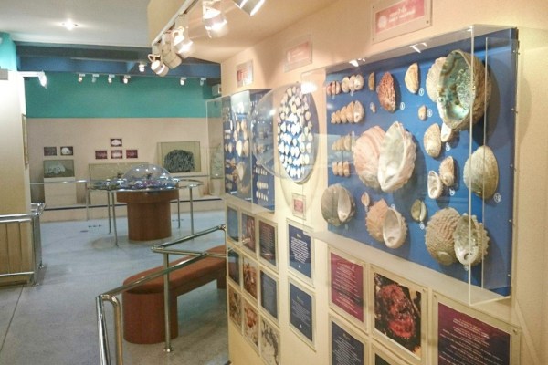 Phuket Seashell Museum | obilet.com - Blog Phuket Seashell Museum