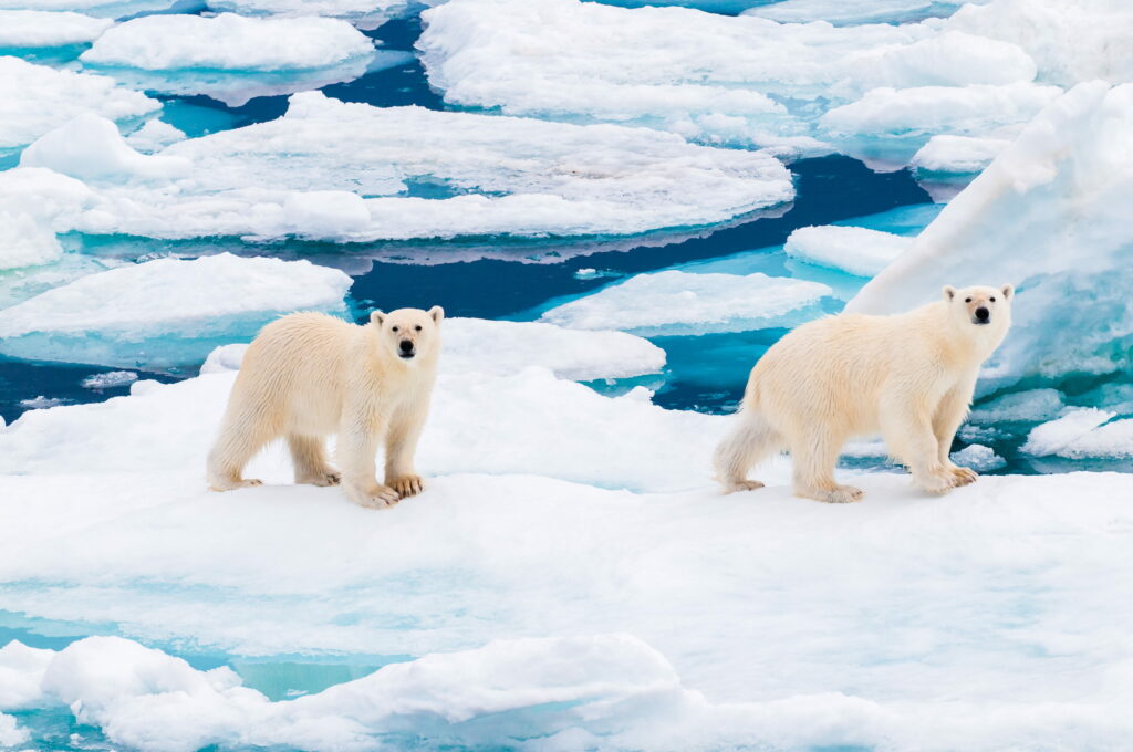 Ölmenin Yasak Olduğu Kasaba: Svalbard Gezi Rehberi
