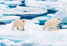 Ölmenin Yasak Olduğu Kasaba: Svalbard Gezi Rehberi Ölmenin Yasak Olduğu Kasaba: Svalbard Gezi Rehberi