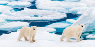 Ölmenin Yasak Olduğu Kasaba: Svalbard Gezi Rehberi