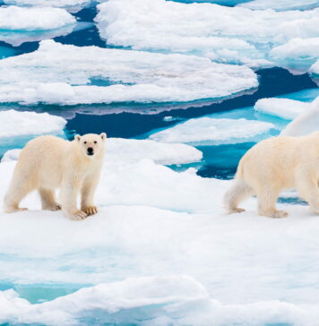 Ölmenin Yasak Olduğu Kasaba: Svalbard Gezi Rehberi Ölmenin Yasak Olduğu Kasaba: Svalbard Gezi Rehberi