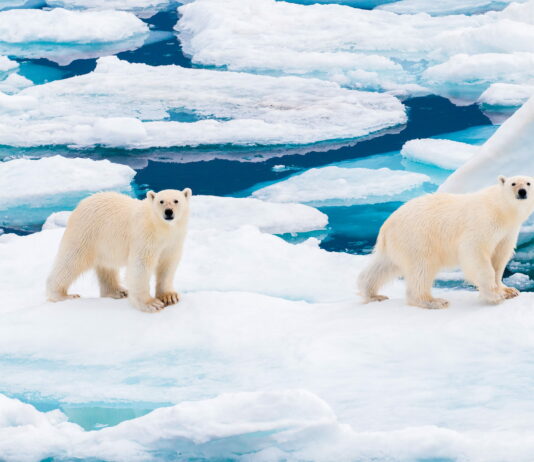 Ölmenin Yasak Olduğu Kasaba: Svalbard Gezi Rehberi Ölmenin Yasak Olduğu Kasaba: Svalbard Gezi Rehberi