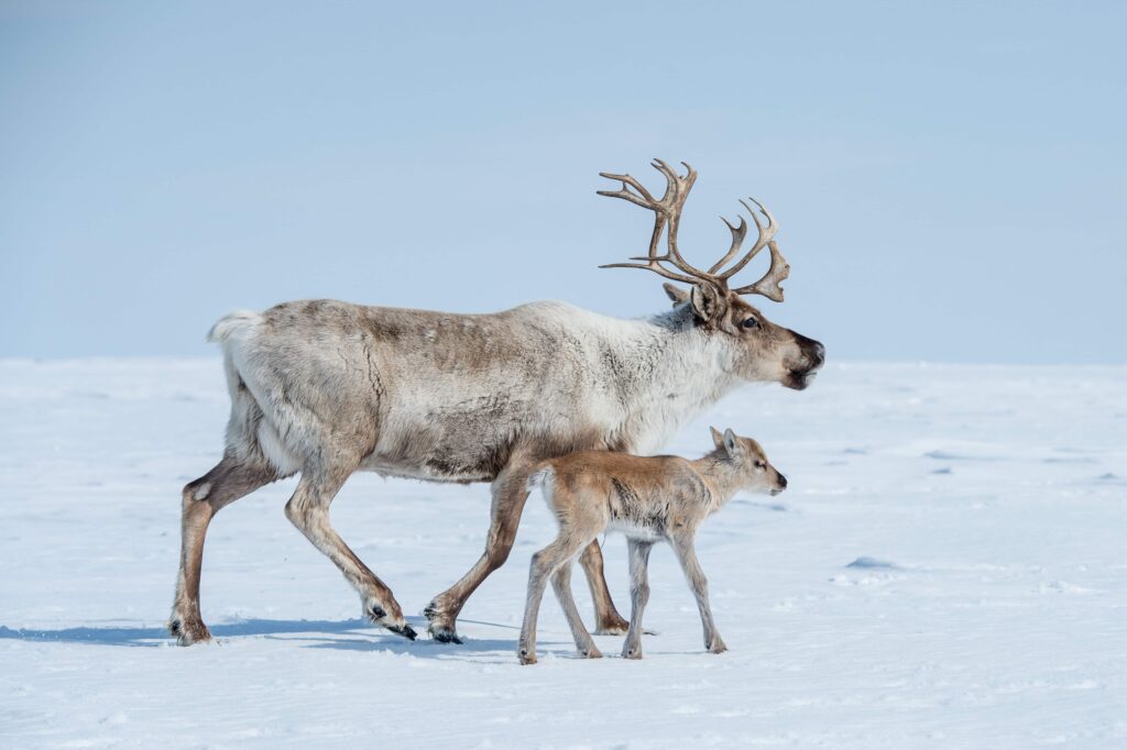 Svalbard Ren Geyiği