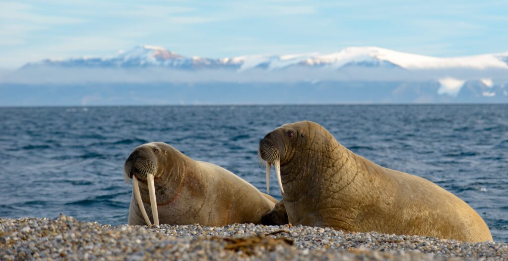 Walrus Kolonileri
