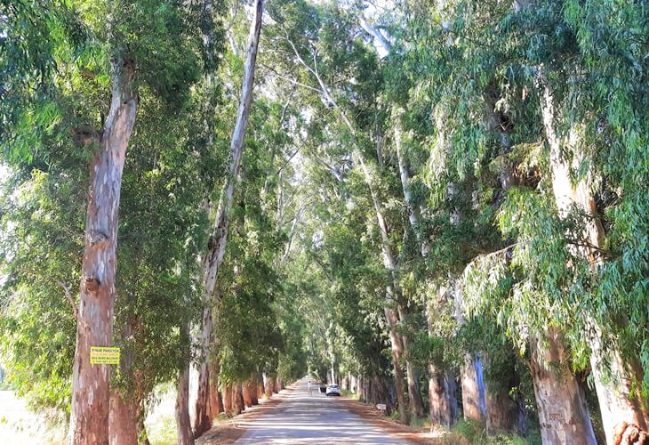 Aşıklar Yolu